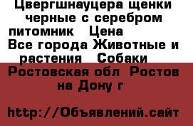 Цвергшнауцера щенки черные с серебром питомник › Цена ­ 30 000 - Все города Животные и растения » Собаки   . Ростовская обл.,Ростов-на-Дону г.